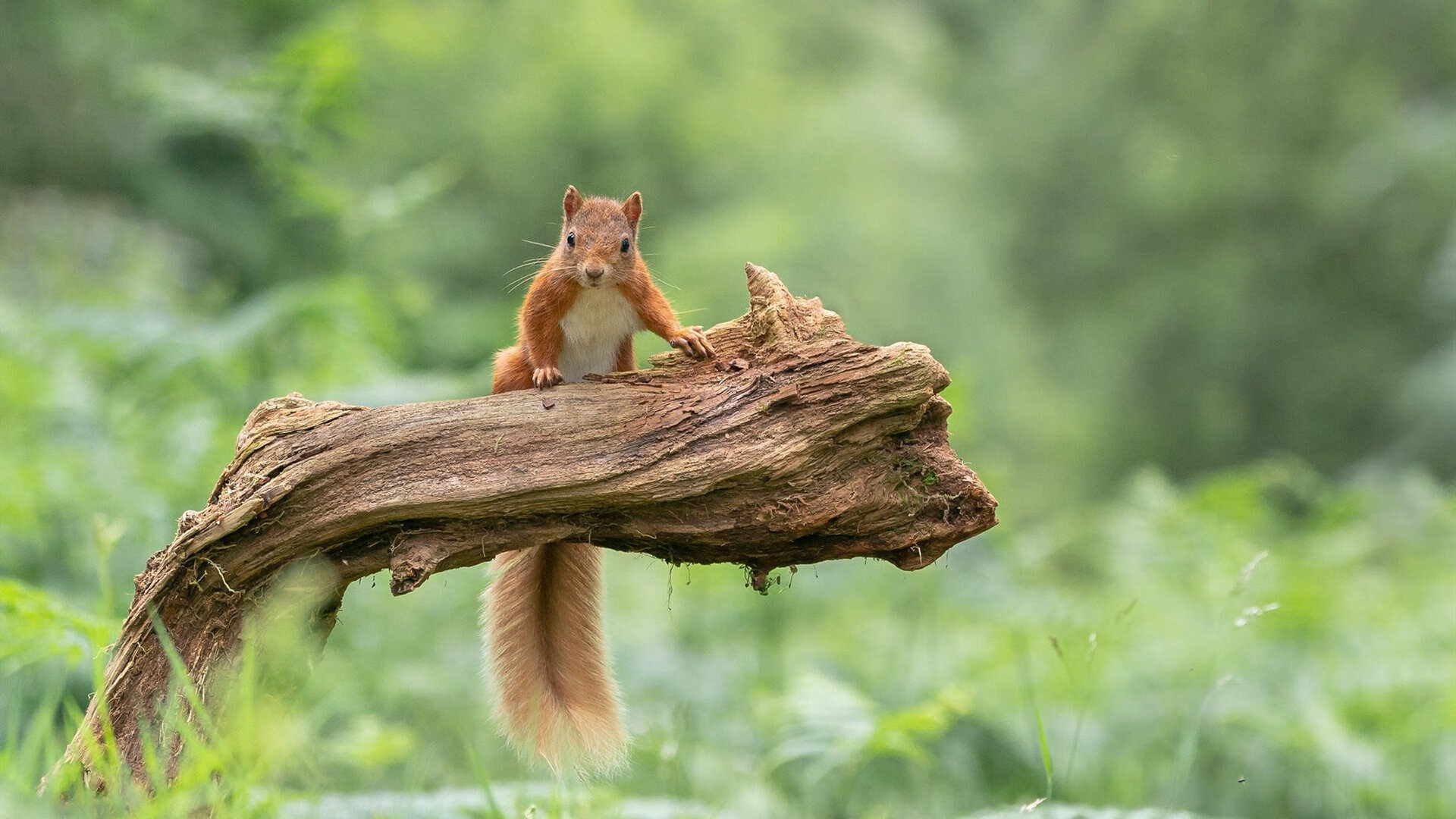 【投手“秒投”新规】缩短投球时间引发战术革新,投手投球时投球应快准