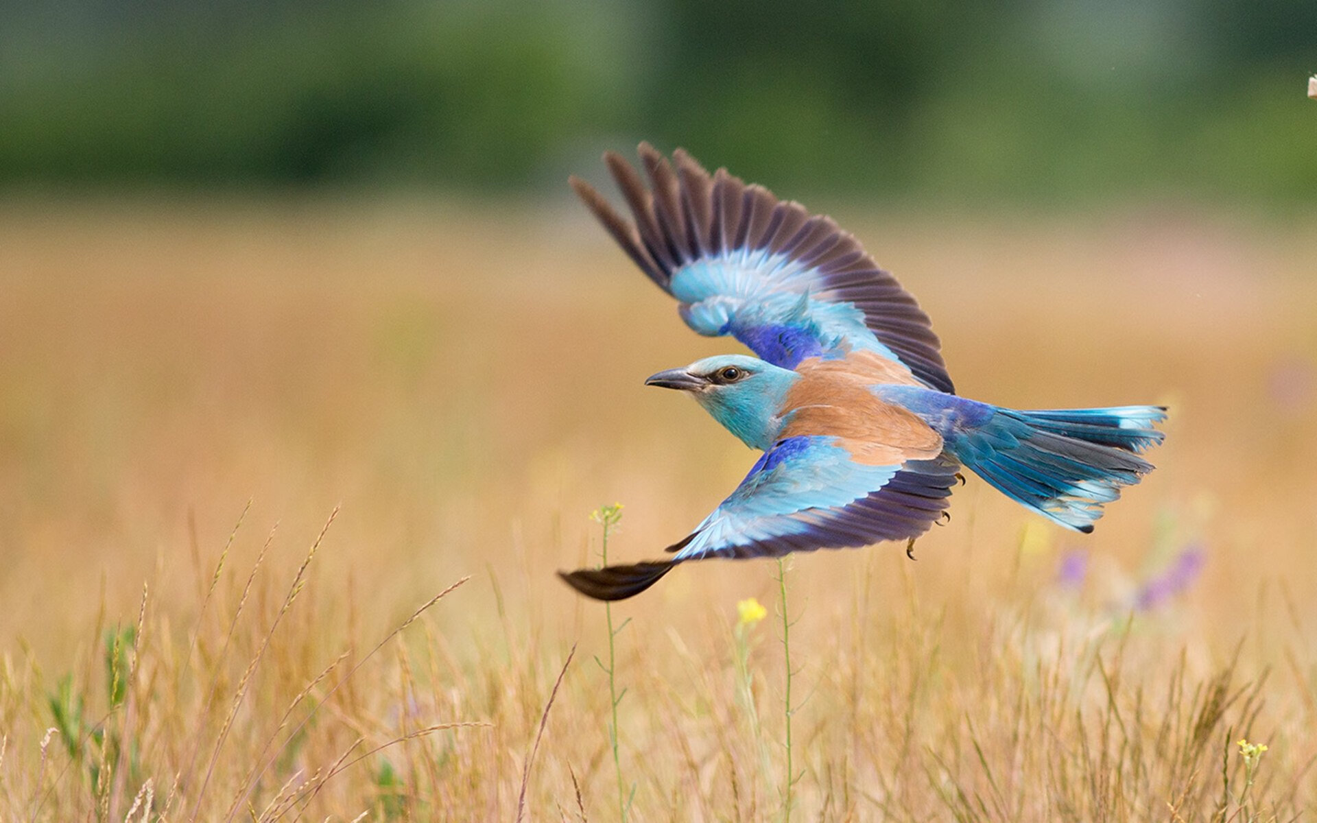 德甲:拜仁补时绝杀多特,积分榜格局再变,德甲拜仁vs多特今天比赛结果