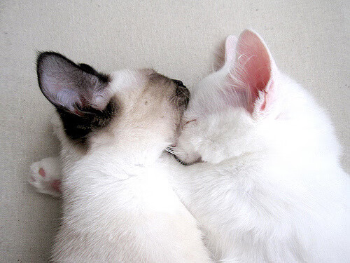 爱游戏综合娱乐-最动人的“球队团魂”瞬间：合作成就奇迹，团队球员