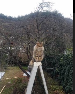 爱游戏体育-球迷投票：对联盟未来发展你有哪些建议？，对联盟的意见建议