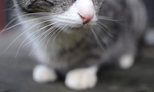 球迷“狂欢夜”:欧冠现场气氛爆棚瞬间,欧冠球迷交流群