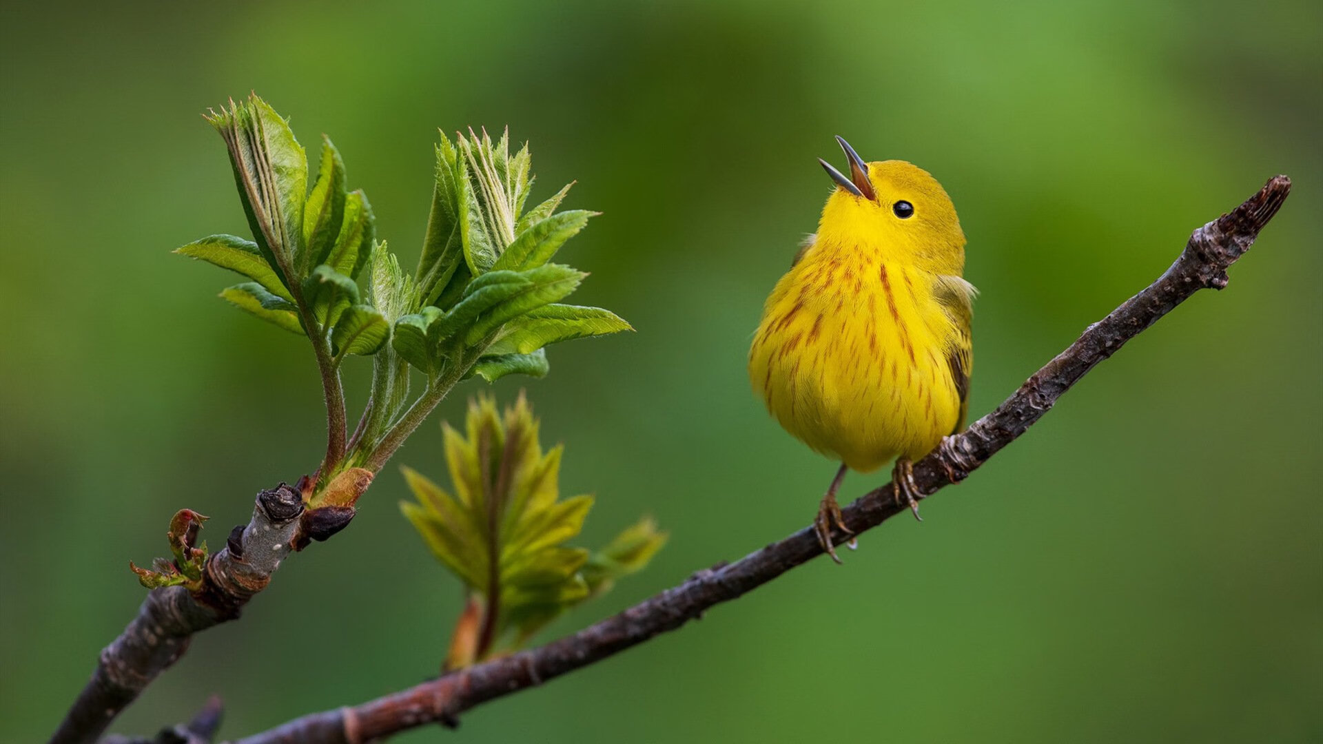 主场强队对战,比赛激烈程度超预期,主场什么