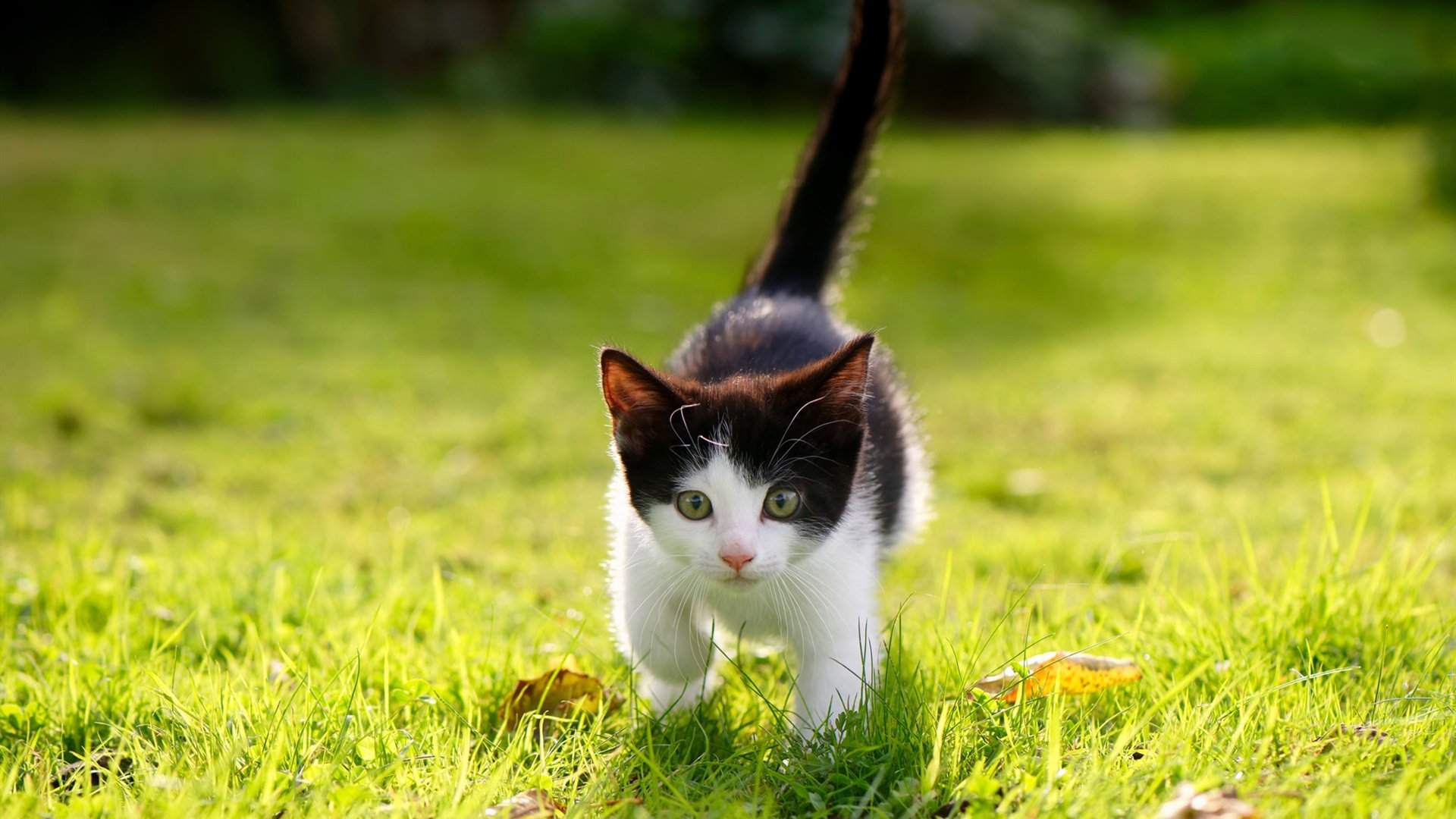 博洛尼亚召开紧急会议讨论球队未来发展,博洛尼亚俱乐部