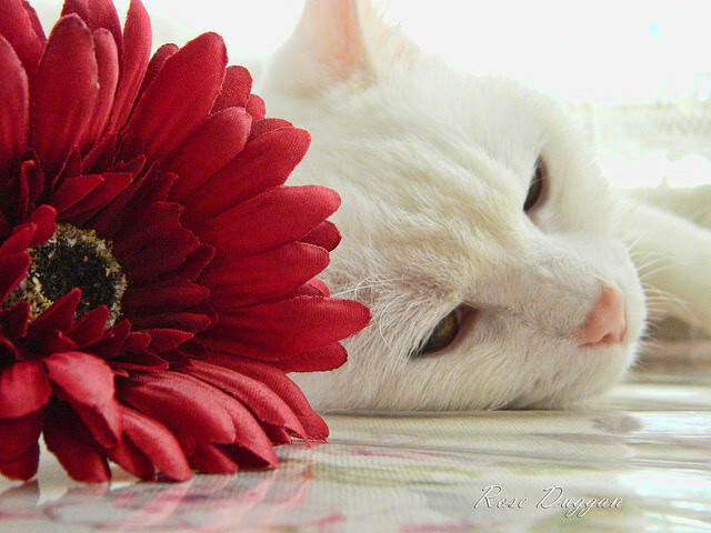 女足联赛竞争激烈,冠军争夺白热化,女足争议名单