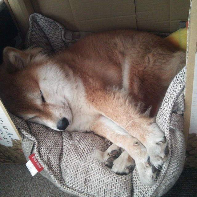 皇家马德里履新主教练,打造新时代,皇家马德里的主教练叫什么名字