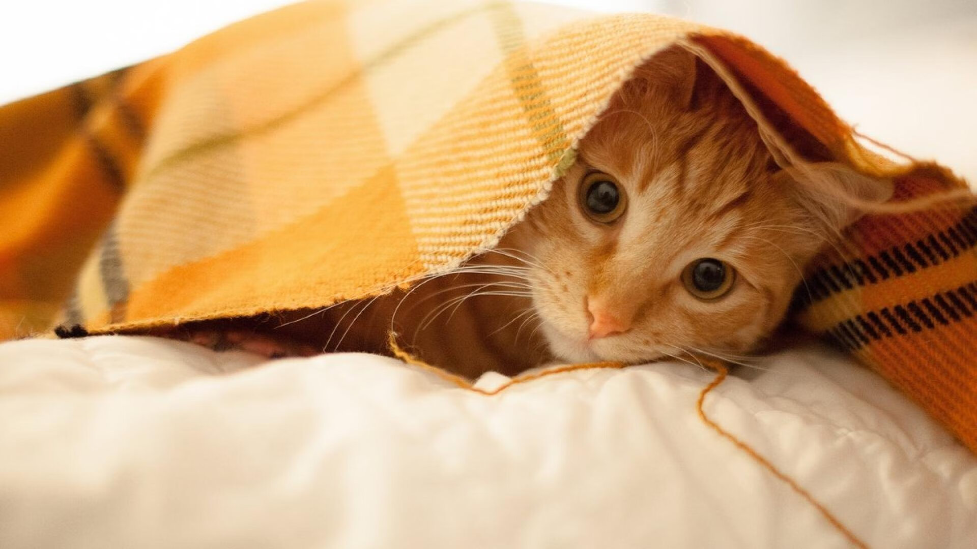 训练强度是否应由联盟统一管理,训练强度和训练量哪个重要