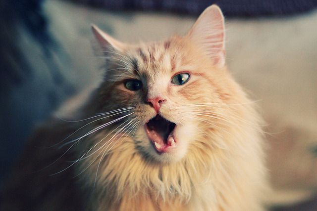 爱游戏app-青岛男篮经验磨砺，获得宝贵胜利，青岛男篮首发