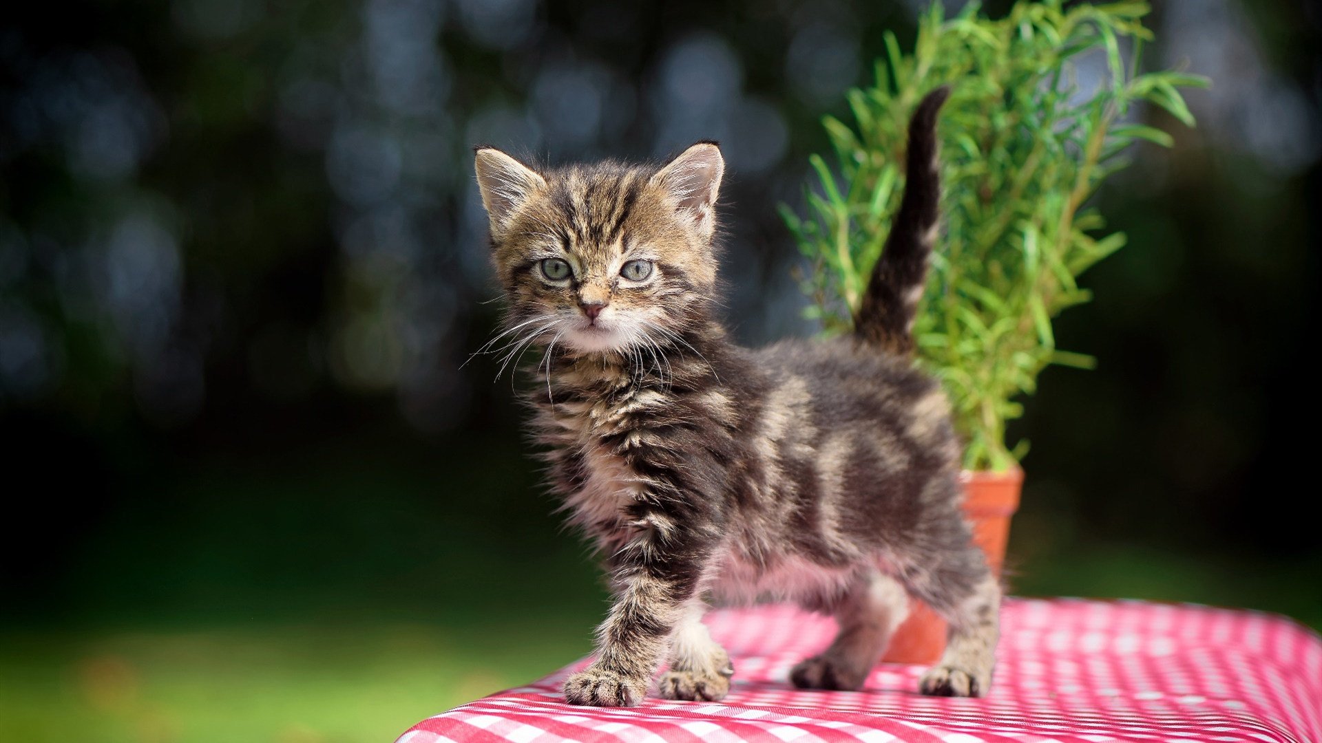 马尔基斯正踏追逐足球夢想之路,尤文图斯新秀展现潜力,尤文图斯2_1皇家马德里