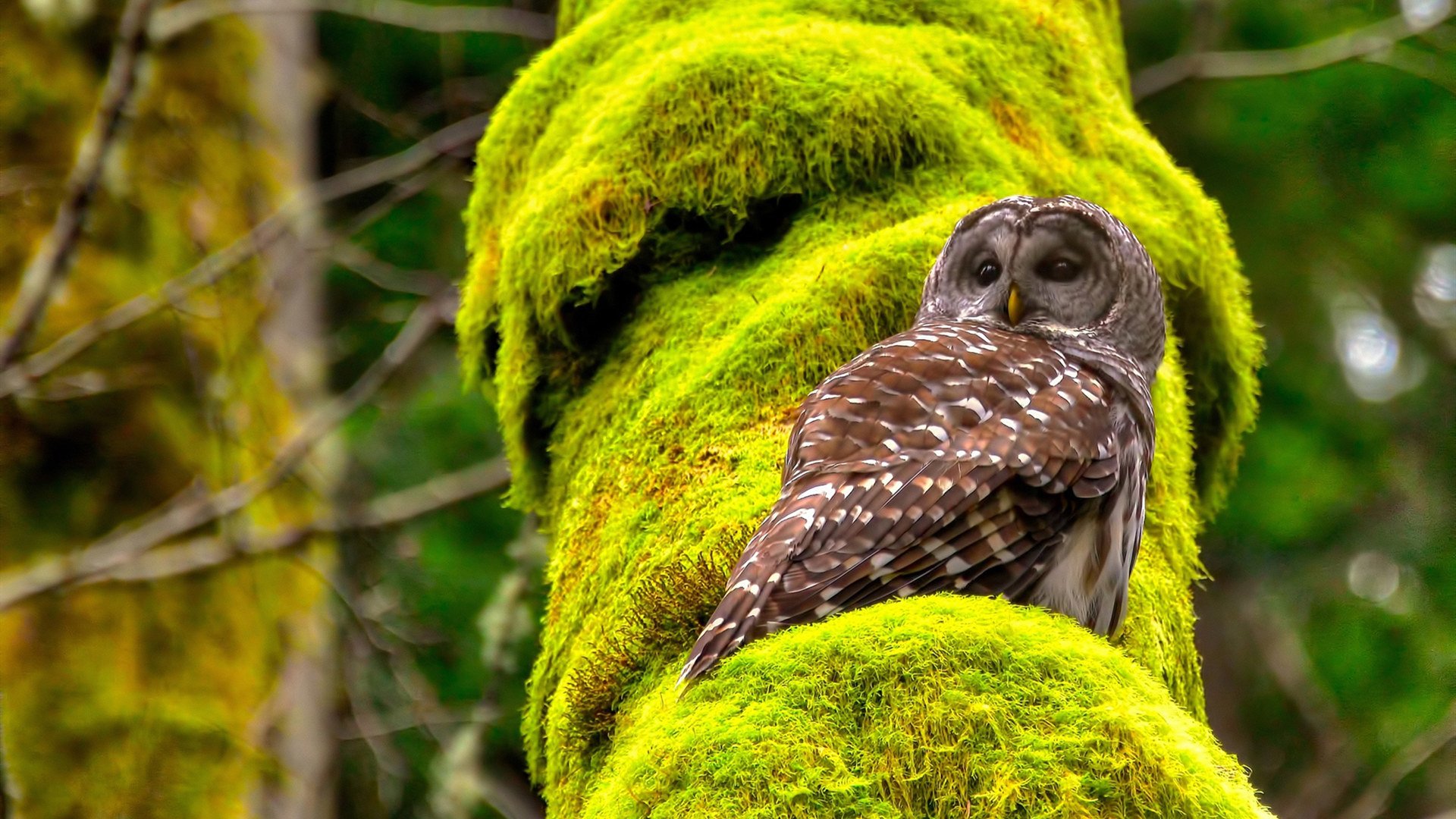 中国篮球青训教练员专业能力提升及培训体系建设,篮球青训师资格证好考么