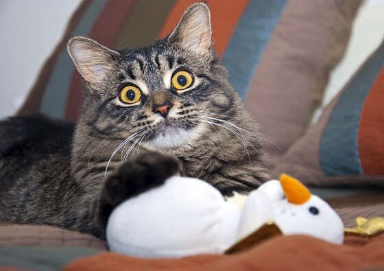 中国女篮围绕核心打造多变进攻组合,中国女篮进步