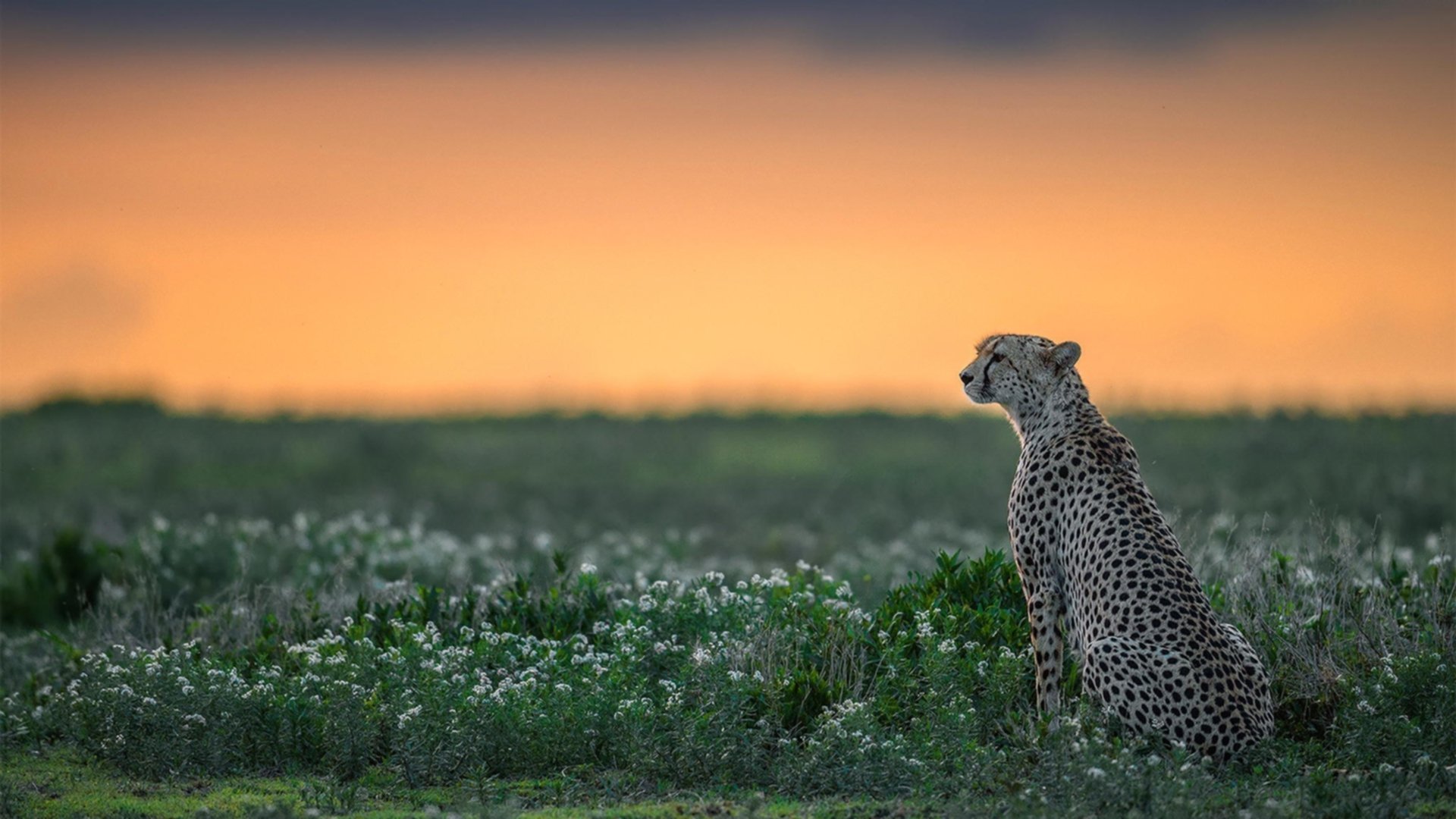 围棋中韩对决再掀高潮 柯洁VS申真谞引关注,柯洁对韩国棋手胜率