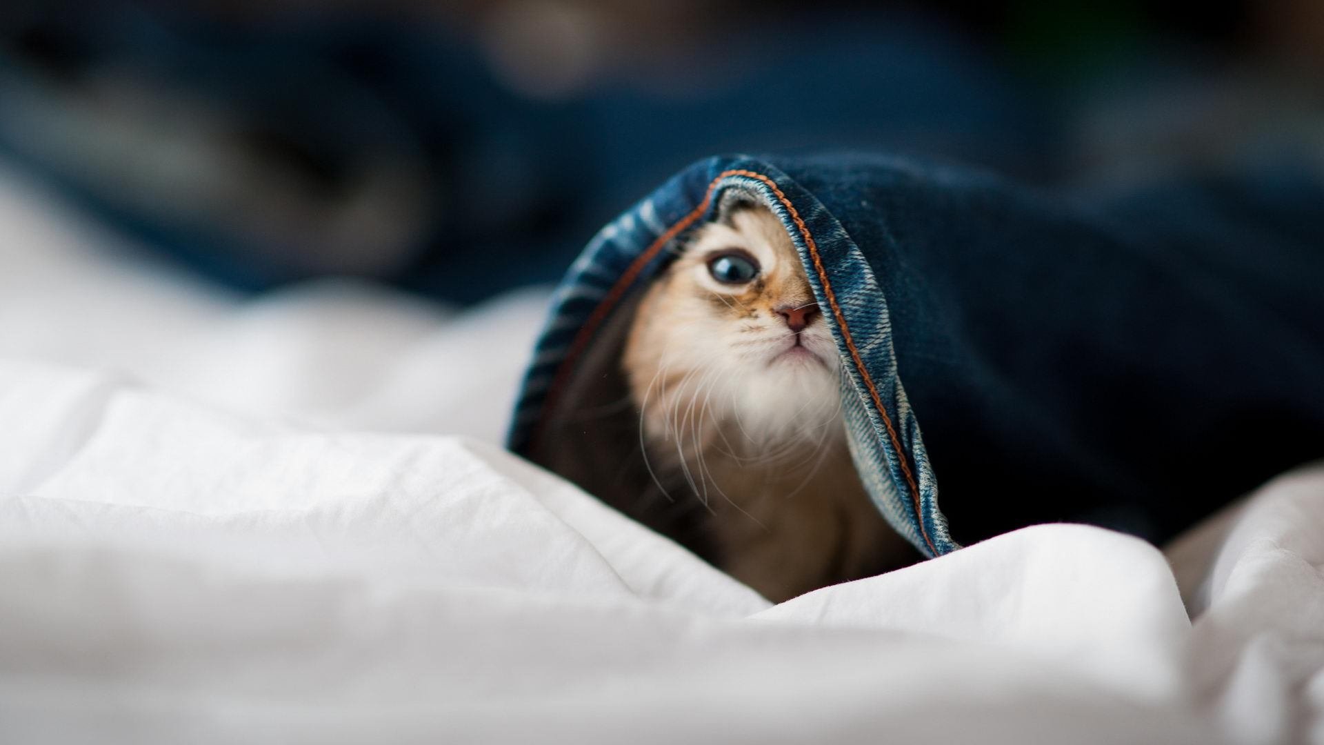 中国足球联赛设立球员家属观赛体验服务通道,2021中国足球全家福高清