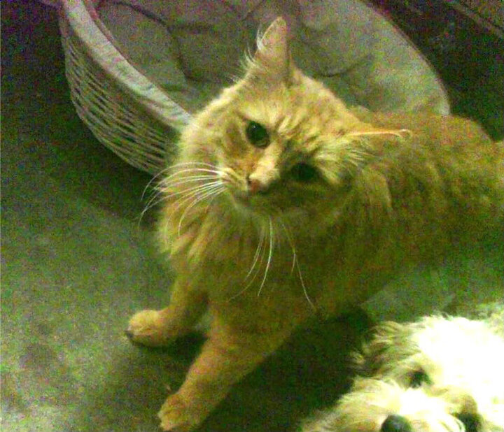 AYX官网-美洲杯明星闪耀：个人能力让对手无力招架，美洲杯足球明星